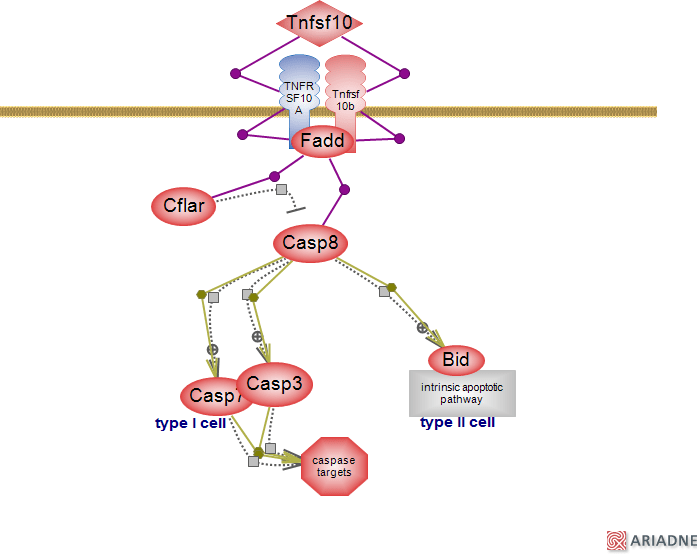 Trail mediated signaling pathwayRat Genome Database